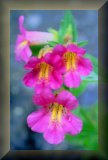 Mimulus Lewisii